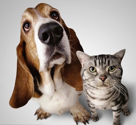 MEDICINA VETERINARIA INTEGRATA