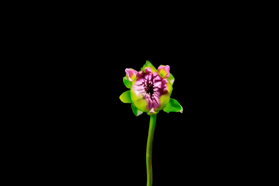 GINECOLOGIA: IL CONSIGLIO IN MEDICINA COMPLEMENTARE