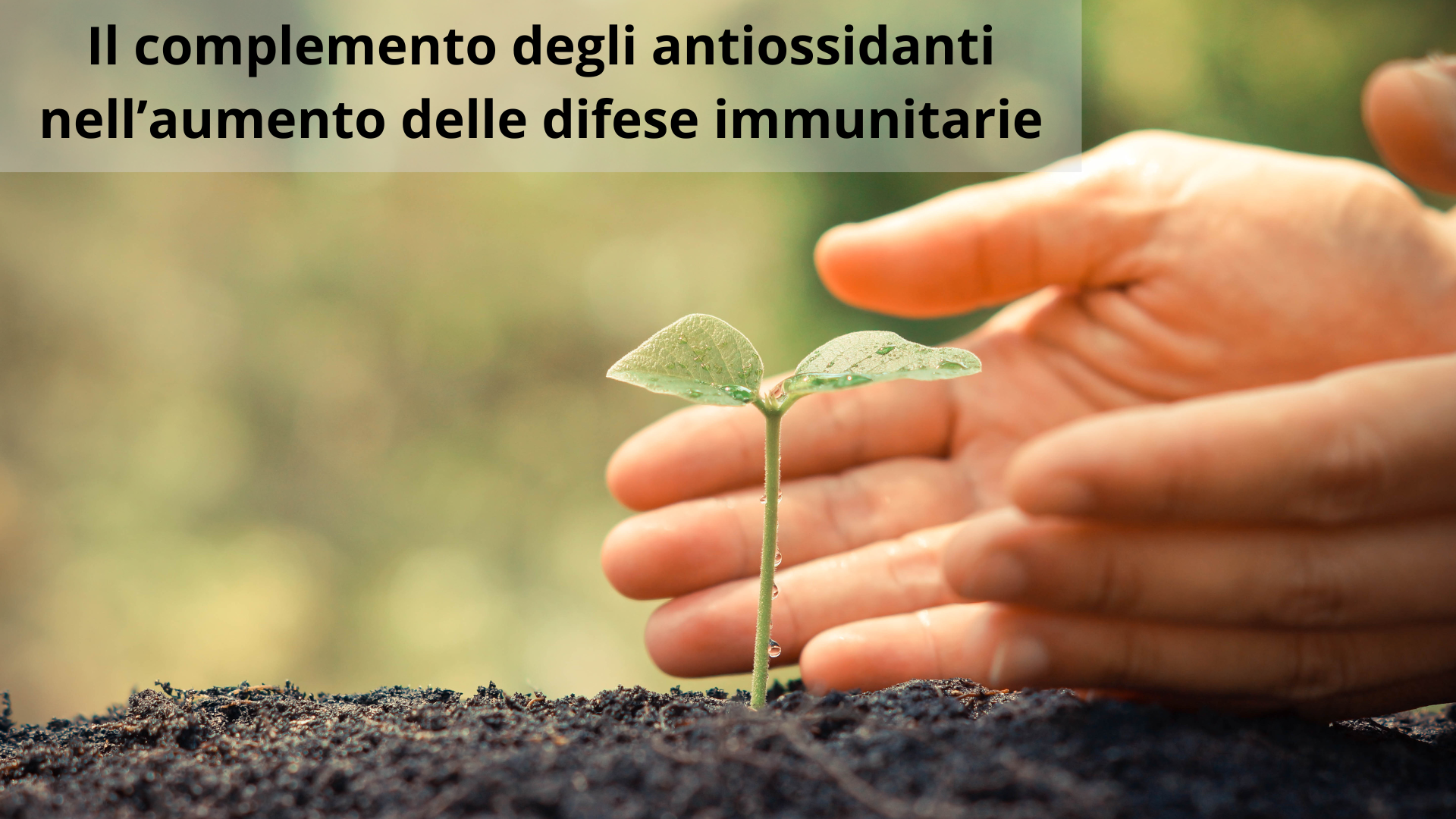 IL COMPLEMENTO DEGLI ANTIOSSIDANTI NELL’AUMENTO DELLE DIFESE IMMUNITARIE